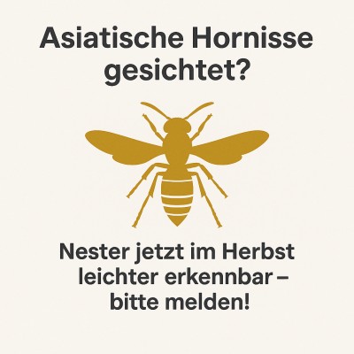 Asiatische Hornisse: Nestsichtungen in Birkenfeld jetzt melden